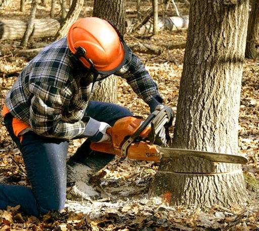 Tree Removal in Milmay, NJ